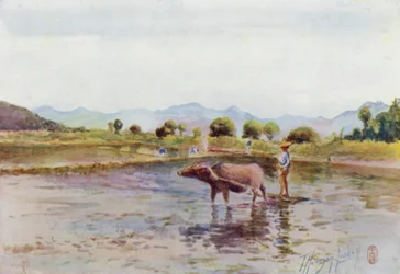 Water-Buffalo at Work in the Paddy-Fields